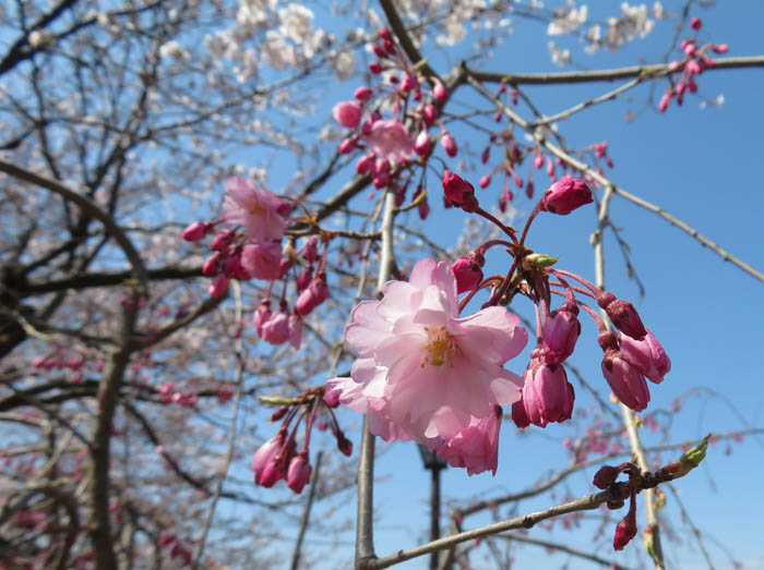 photo：コモロヤエベニシダレ：臥竜公園