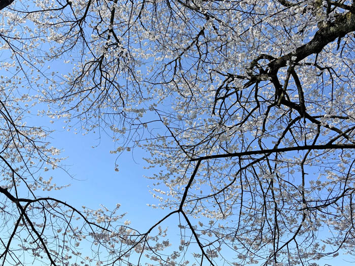photo：エドヒガン：臥竜公園