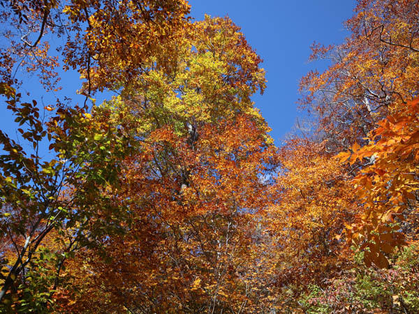 頂上付近はより鮮やかな紅葉：妙高笹ヶ峰