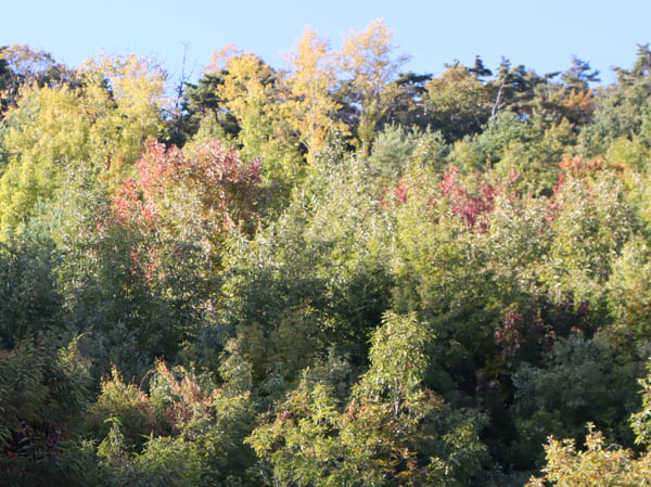 地附山の紅葉