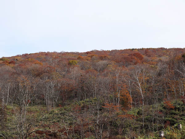 飯綱山北西山麓の紅葉：戸隠高原から