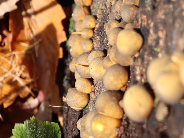 粘菌？キノコ？：戸隠高原