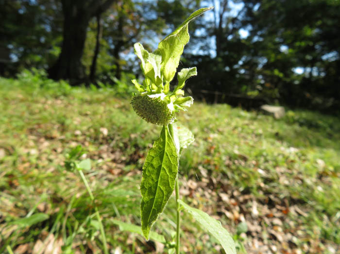 photo：オオガンクビソウ：旭山