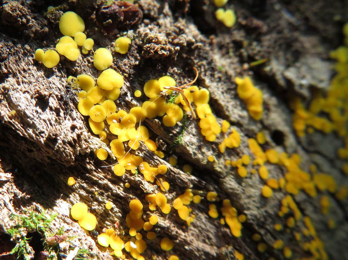 photo：ビョウタケ：旭山
