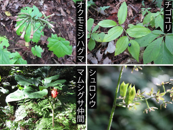 photo：オクモミジハグマ,チゴユリ,マムシグサ仲間,シュロソウ：葛山