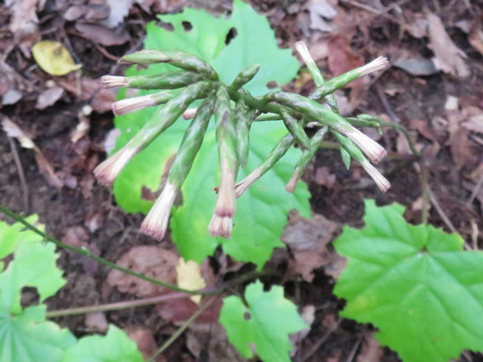 photoオクモミジハグマ：葛山