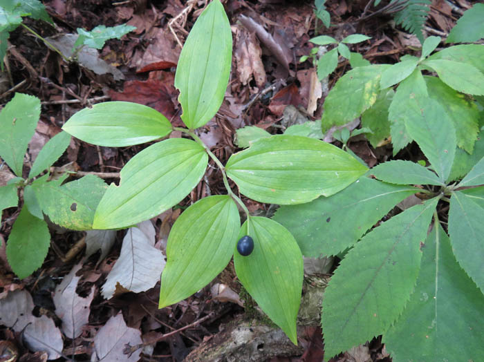photoチゴユリ：葛山