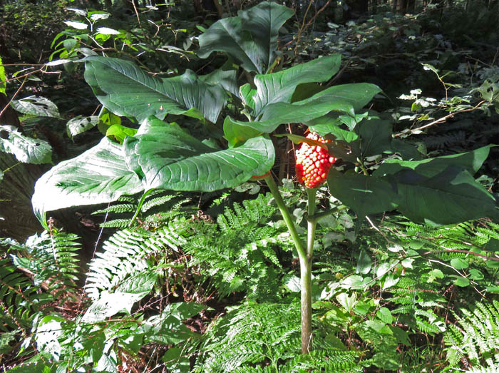 photoマムシグサ仲間：葛山