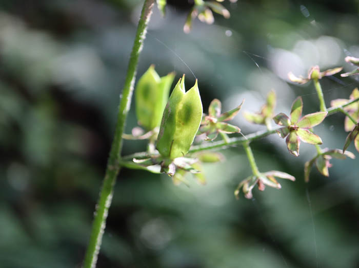 photoシュロソウ：葛山