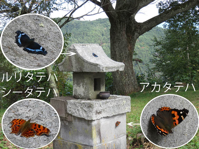 photo：ルリタテハ,シータテハ,アカタテハ：葛山山頂