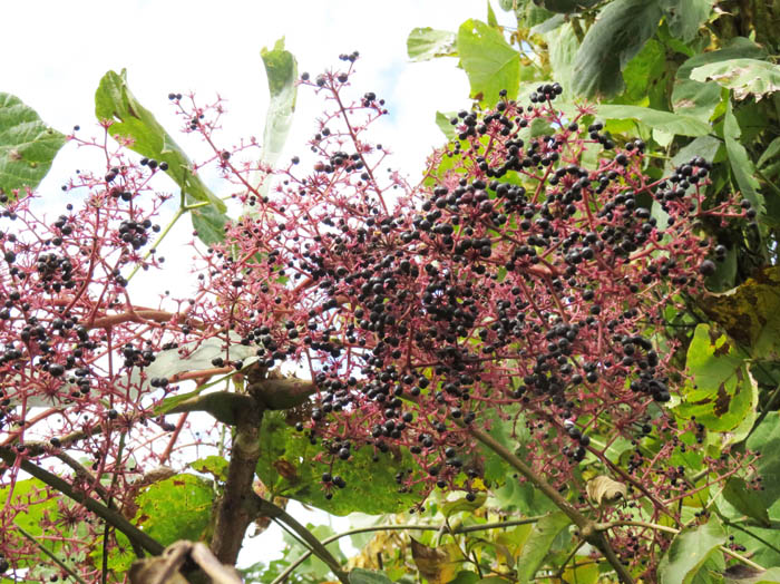 photoタラノキ：葛山