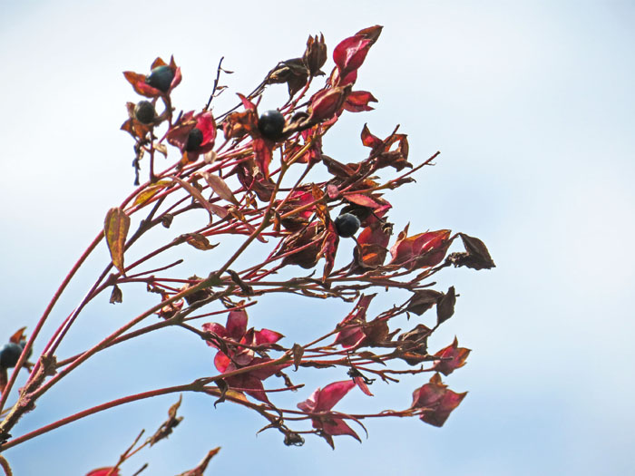 photoクサギ：葛山