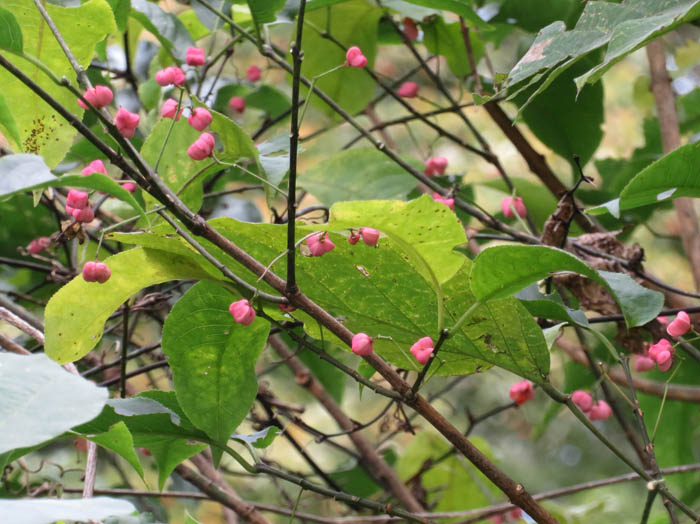 photoマユミ：葛山