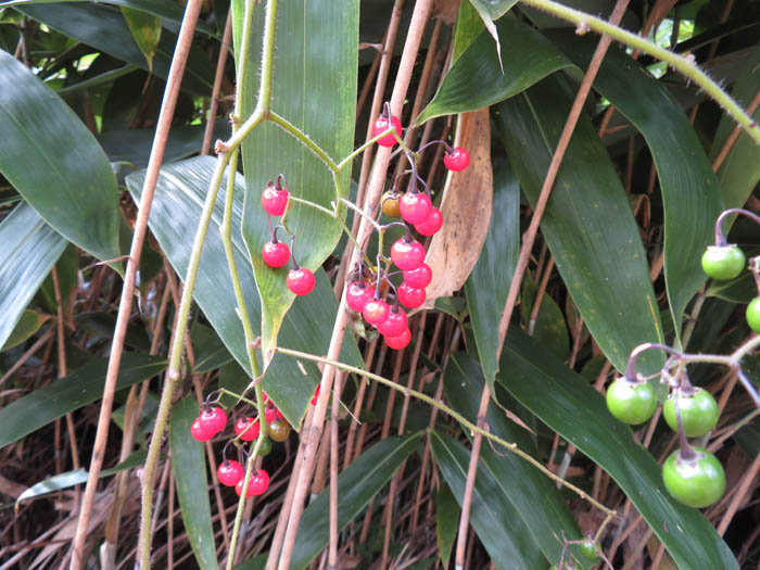 photoヒヨドリジョウゴ：葛山