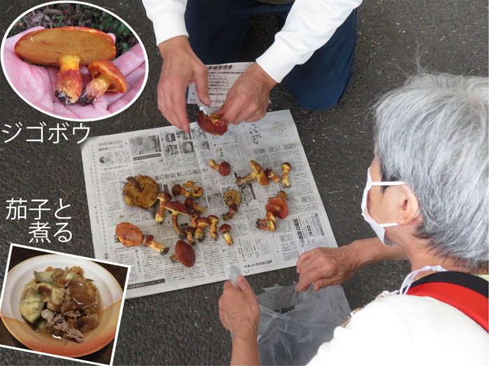 photo：きのこ相談：長野市保健所