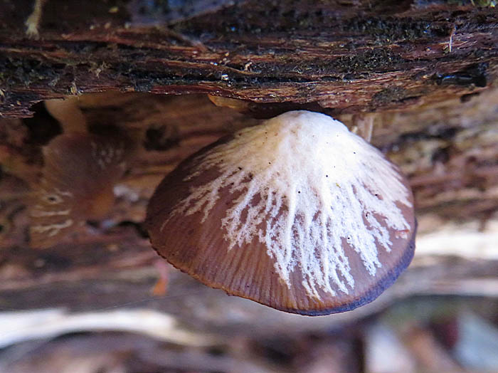 photo：菌に侵されたキノコ：笹ヶ峰