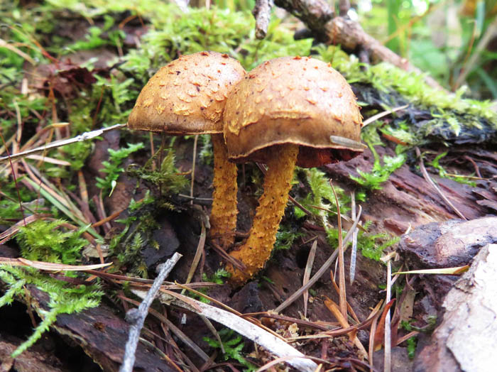 photo：ハナガサタケ：笹ヶ峰