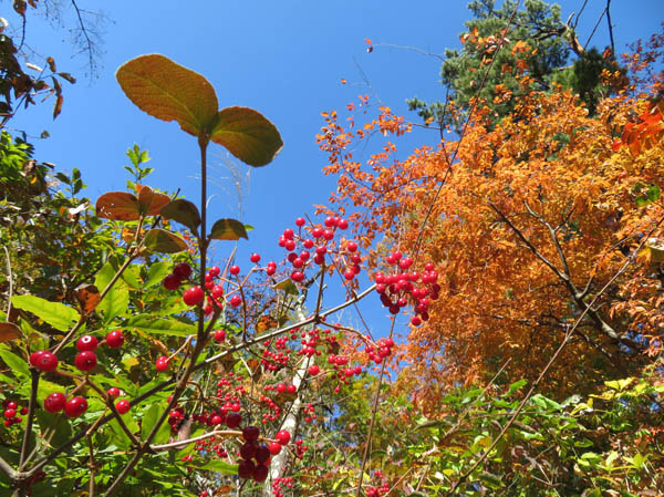 紅葉：大峰山