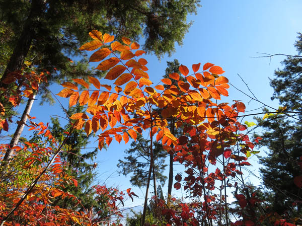 紅葉：大峰山