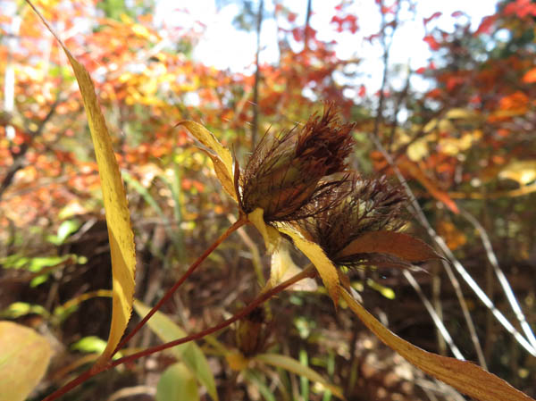 紅葉：大峰山