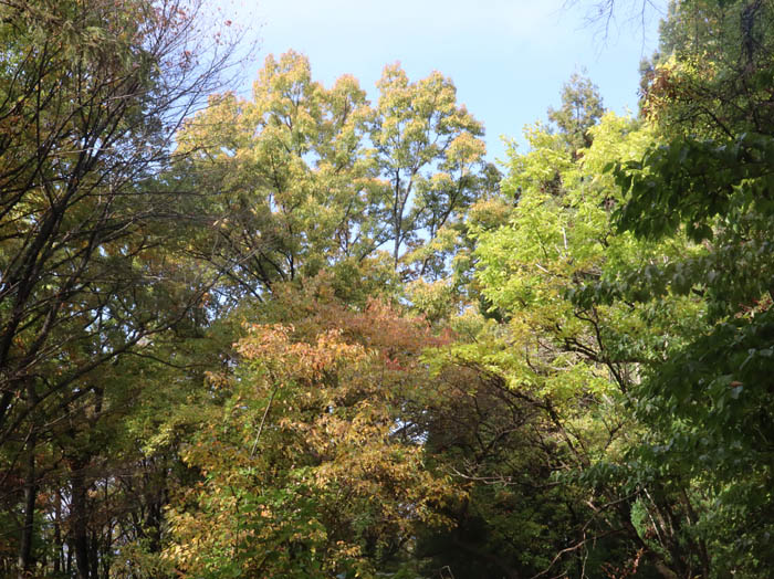 斎場山の森