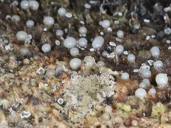 チョウチンホコリとそのの変形体？：地附山