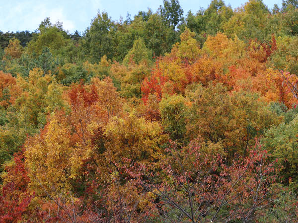 地附山の紅葉