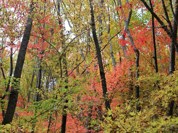 地附山の紅葉
