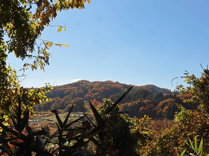 有旅（うたび）の紅葉