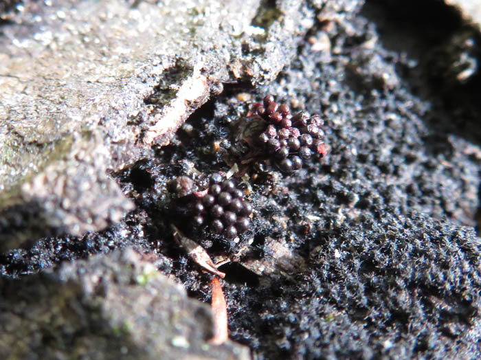 ハチノスケホコリ．黒色の未熟子実体：茶臼山