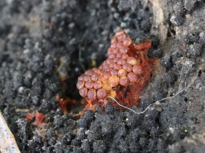 子実体が赤くなったハチノスケホコリ：茶臼山