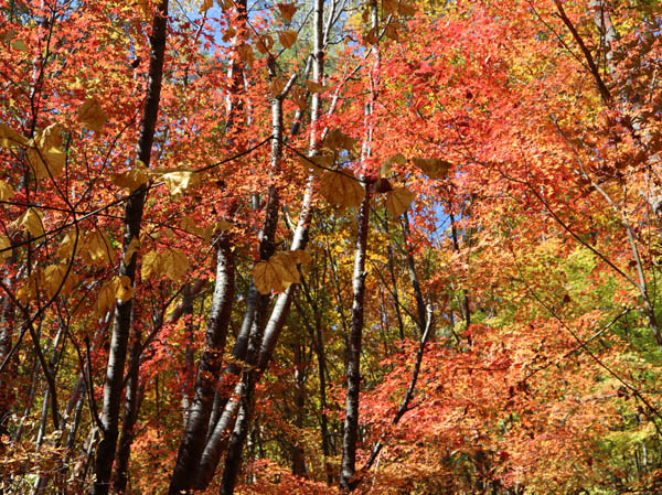 紅葉：地附山