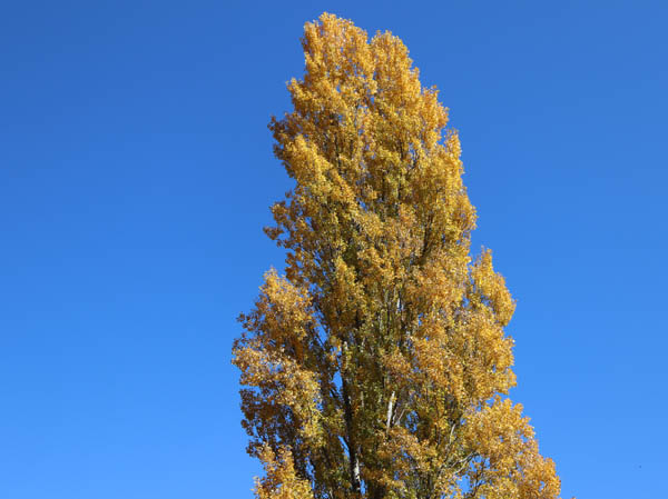 紅葉：地附山