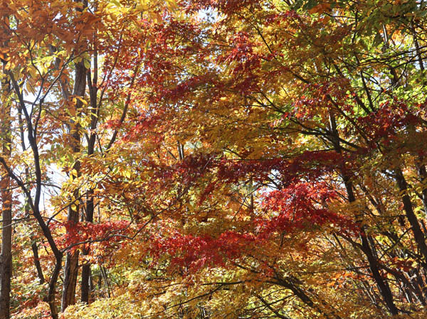 紅葉：地附山