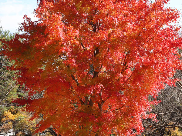 紅葉：地附山