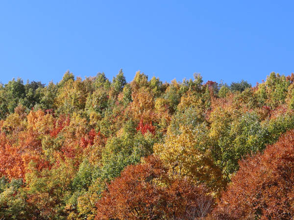 紅葉：地附山