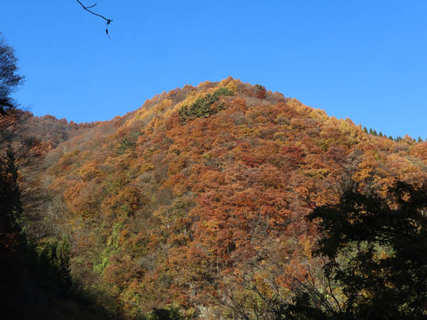 陣馬平山の紅葉