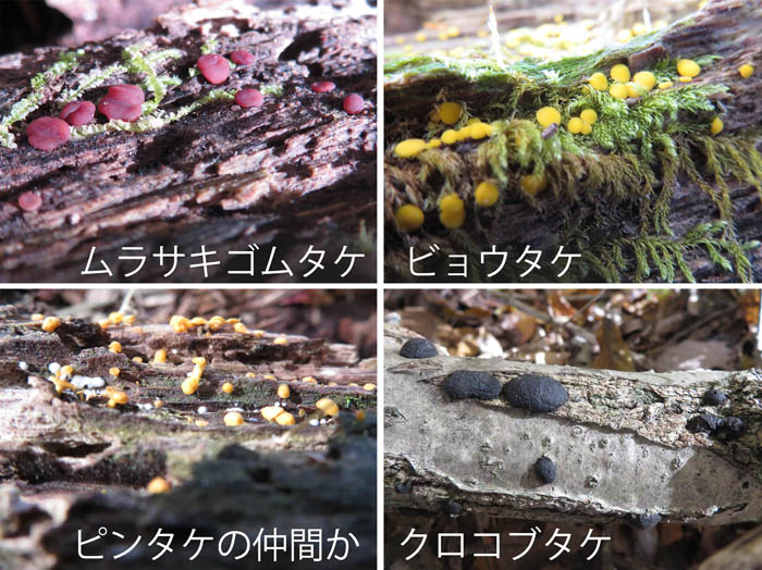 photo：ムラサキゴムタケ,ビョウタケなど：茶臼山