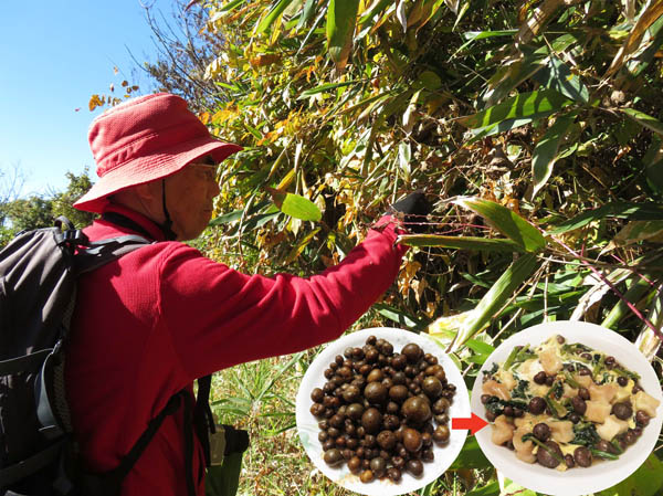 photo：ムカゴの実を採る：茶臼山で