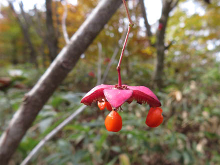 photo：ツリバナ：戸隠高原