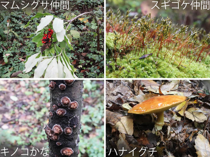 photo：マムシグサの仲間.キノコ？,ハナイグチ,スギゴケの仲間：斎場山