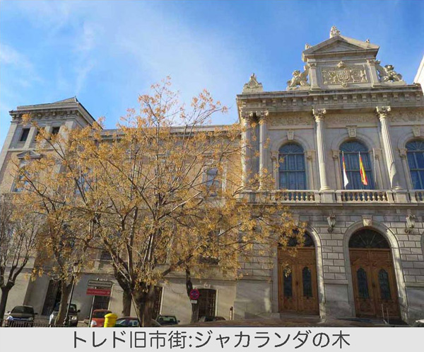 写真・12トレド・ジャカランダ