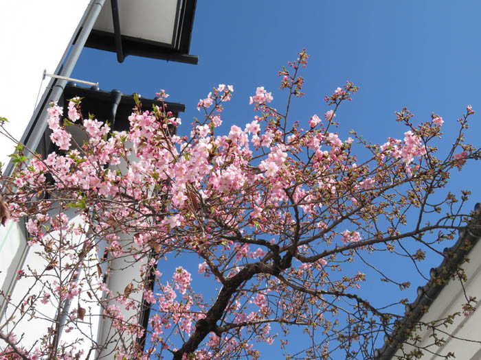 河津桜