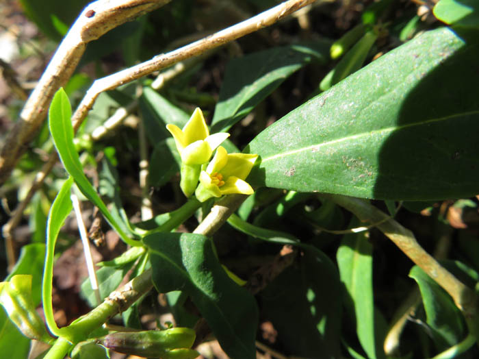 ナニワズの花．大谷地湿原：飯綱高原