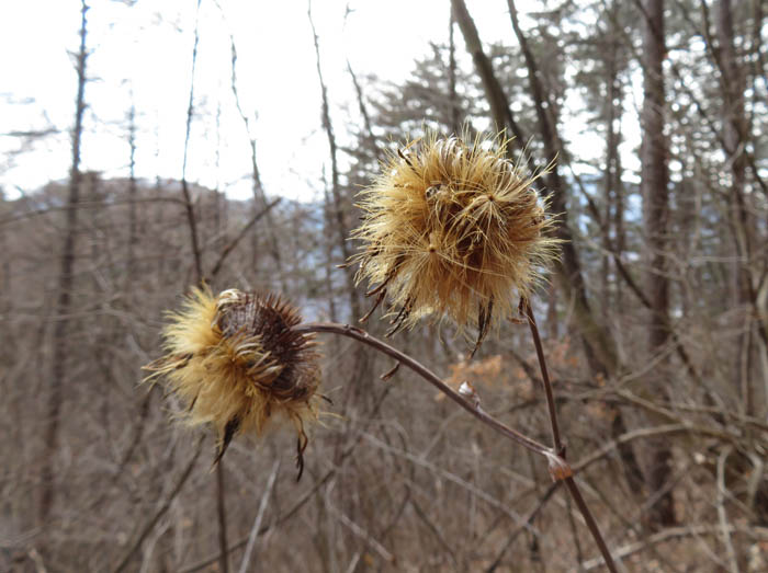 photo：オヤマボクチの実：葛山