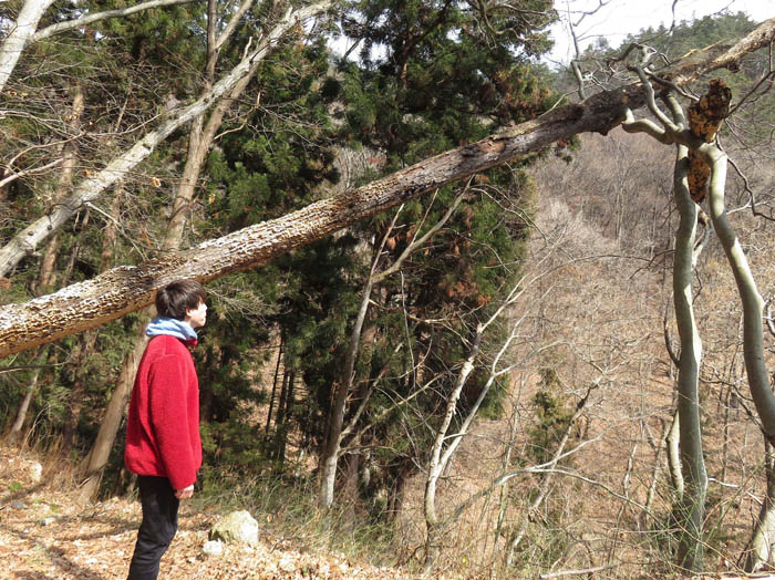 photo：キノコがびっしり：頼朝山