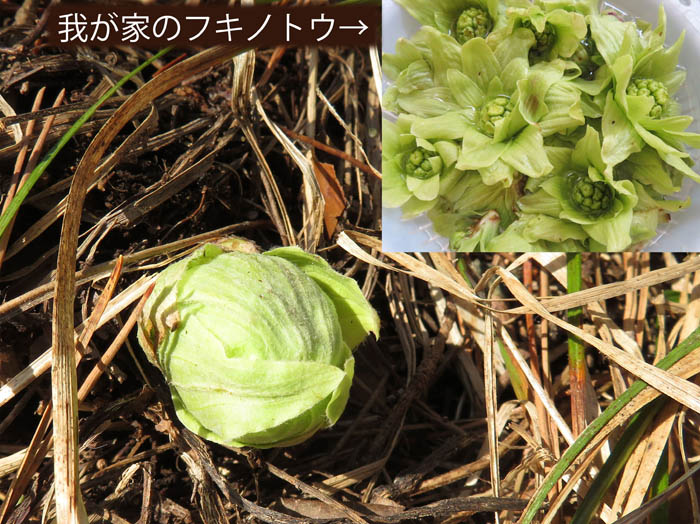 photo：フキノトウ