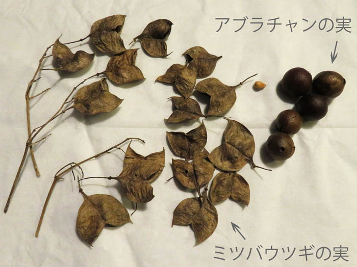 photo：ミツバウツギ実