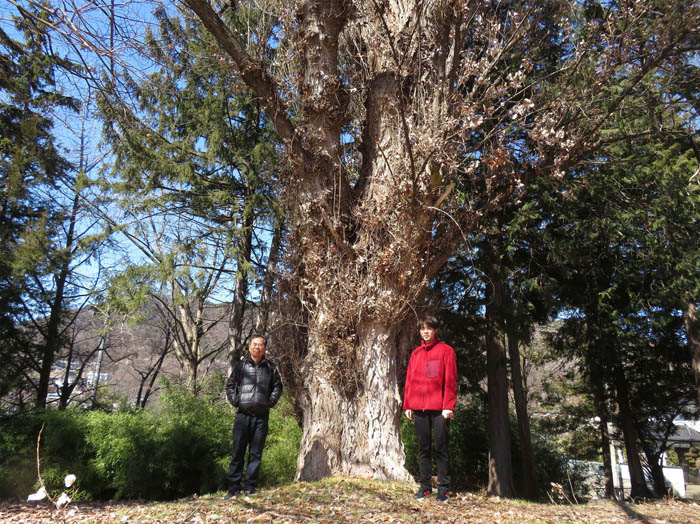 photo：城山の大カツラ