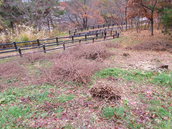 刈り取られた宮城野萩：地附山公園